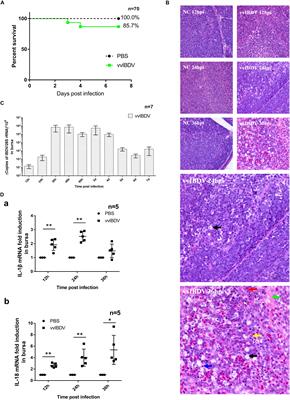 Macrophage Migration Inhibitory Factor Triggers Inflammatory Responses During Very Virulent Infectious Bursal Disease Virus Infection